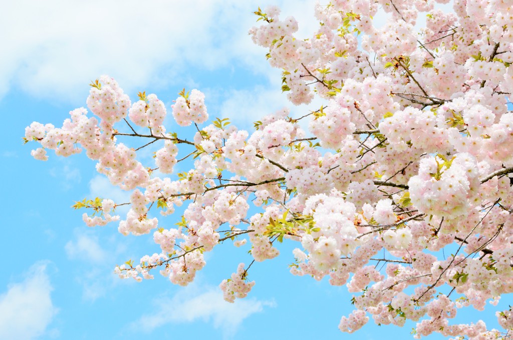 八重桜