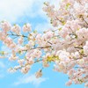 八重桜