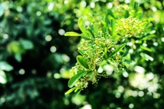 新緑がまぶしくて