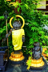 隣の狸