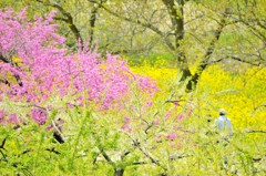 花盛り