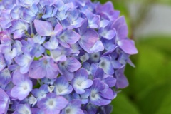 紫陽花