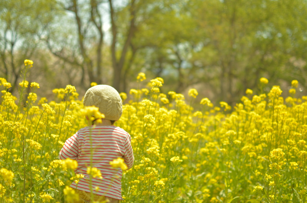 菜の花とこども