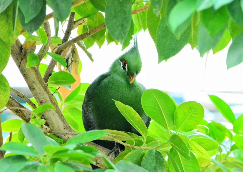 緑の鳥