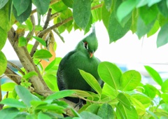 緑の鳥