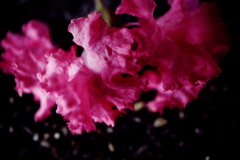 R0019544clrSLK