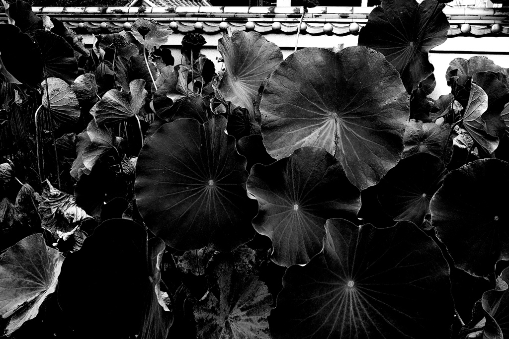 R0019666bwSLK