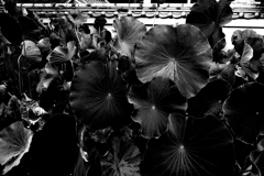R0019666bwSLK