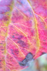 R0019842clrSLK