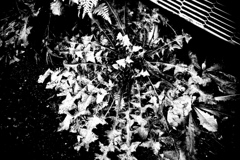 R0019802bwSLK