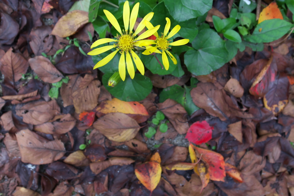 R0019888clrSLK
