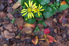 R0019888clrSLK