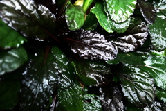 R0019858clrSLK