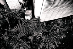 R0019801bwSLK