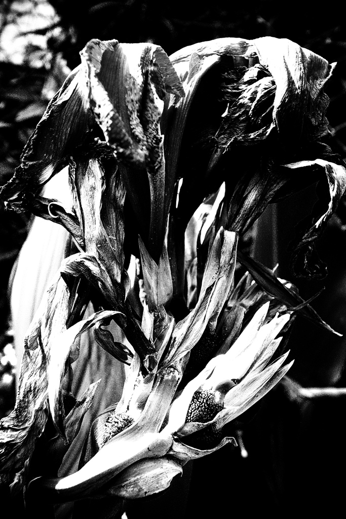 R0019487bwSLK