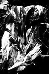 R0019487bwSLK