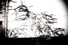DSC00773-2bwSLK2