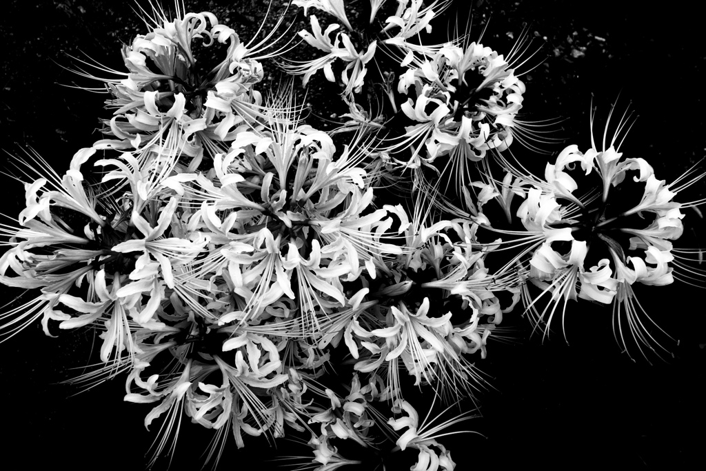 R0019769bwSLK