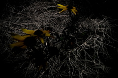 R0019877clrSLK