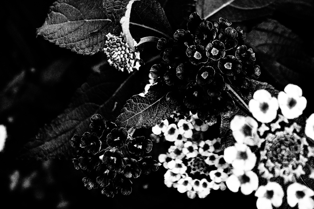 R0019136-3bwSLK