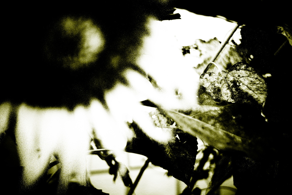 DSC00499bwSLK