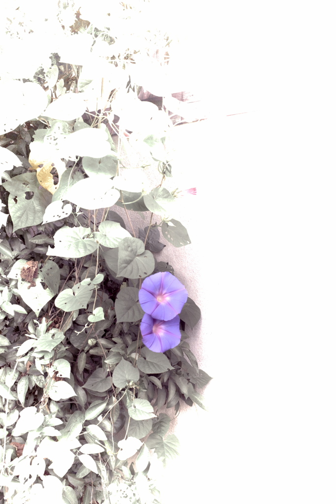 R0019699clrSLK