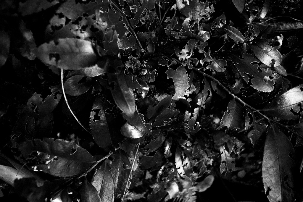 R0019731bwSLK