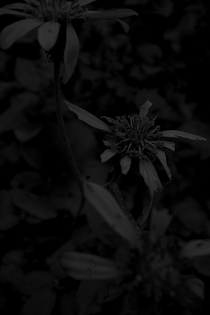 R0019940bwSLK