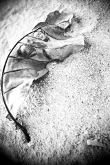 R0019589bwSLK