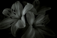 R0019818bwSLK