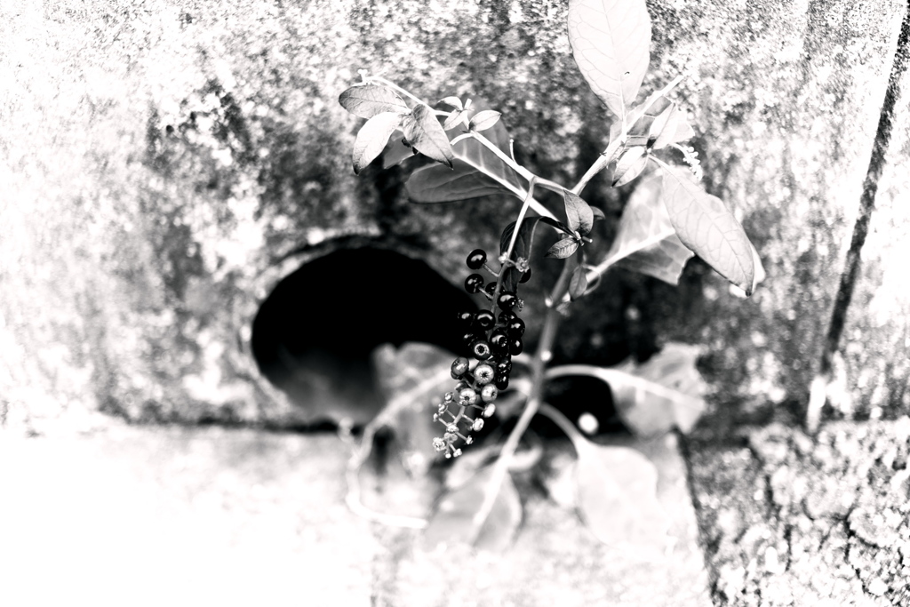 DSC09581-2bwSLK