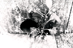 DSC09581-2bwSLK