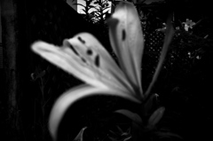 R0018857bwSLK