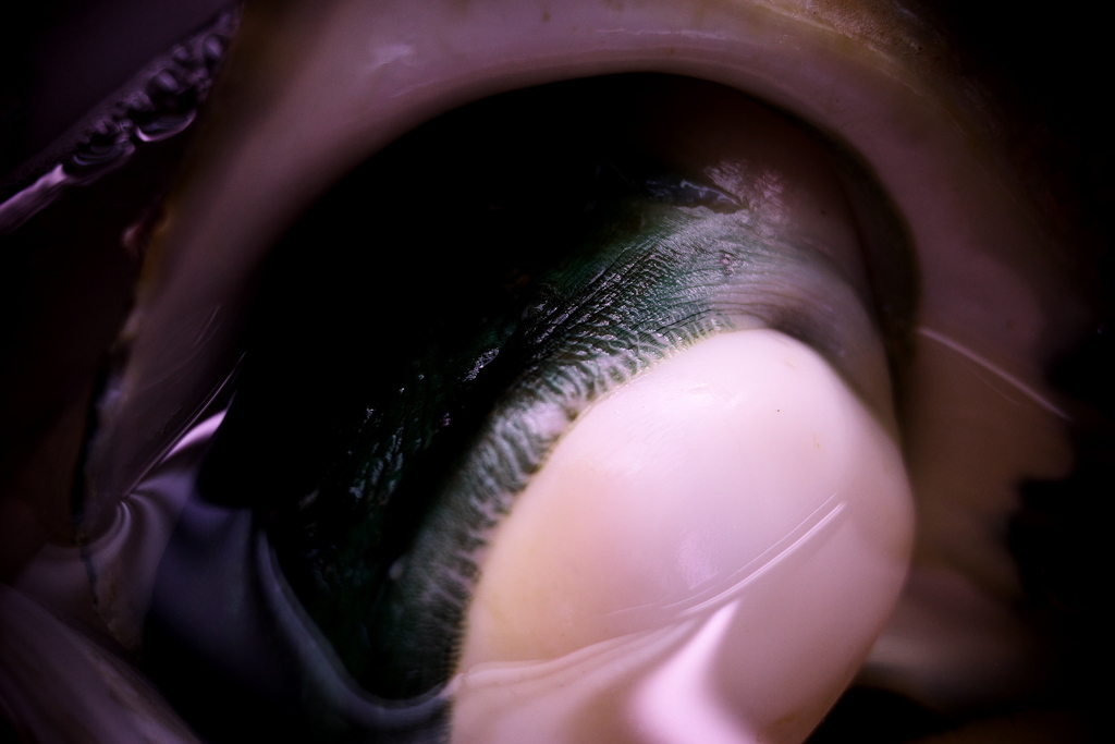 R0019828clrSLK