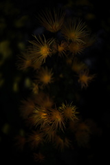 DSC00570-2clrSLK