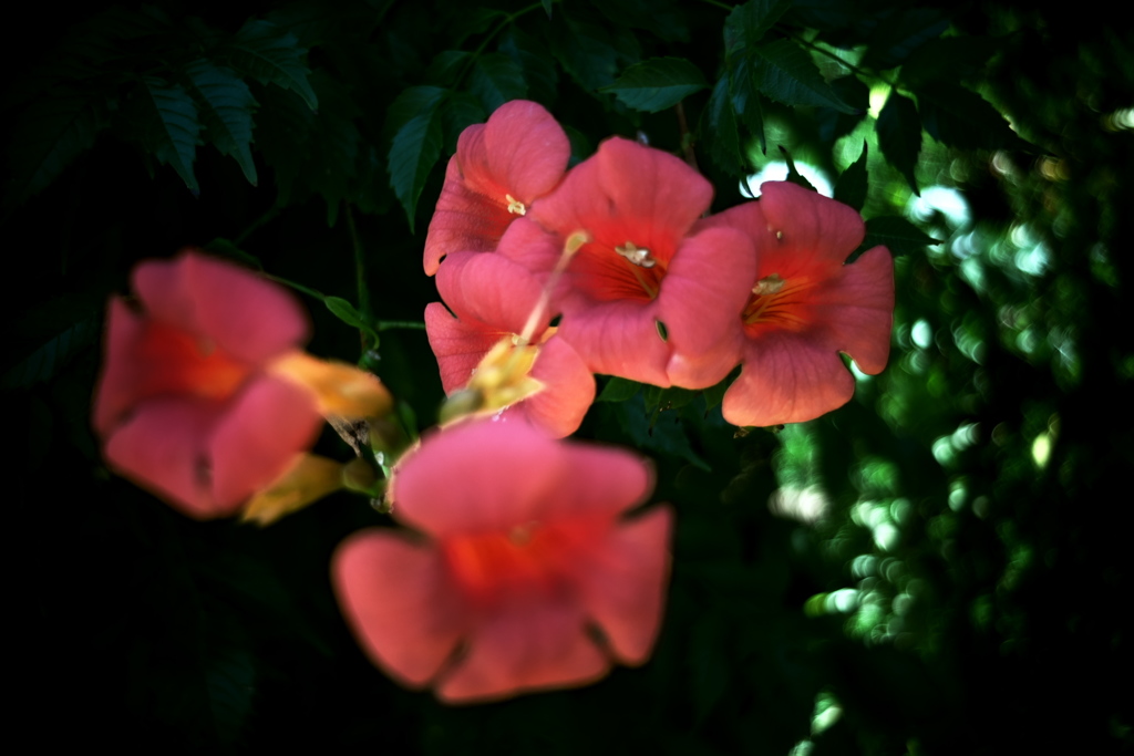 DSC00497-2clrSLK