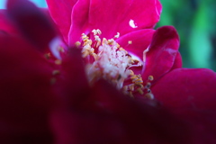 R0019741clrSLK