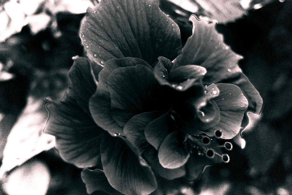 R0019784bwSLK
