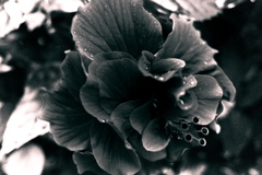 R0019784bwSLK