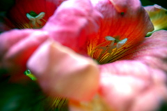 R0019421clrSLK