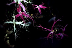 DSC00524clrSLK
