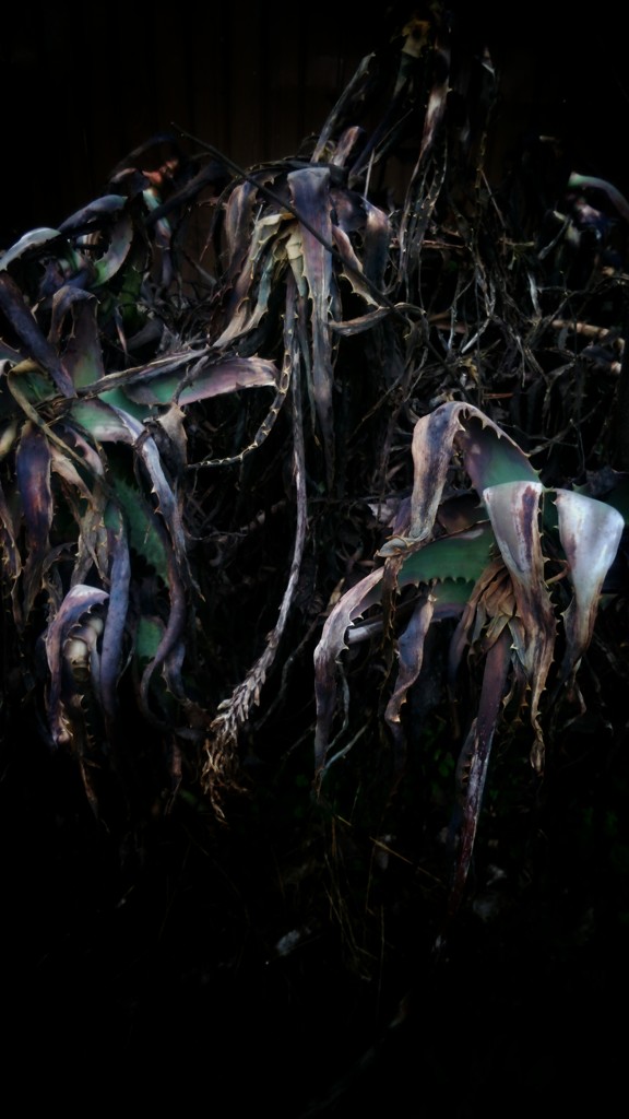 DSC_1360~2