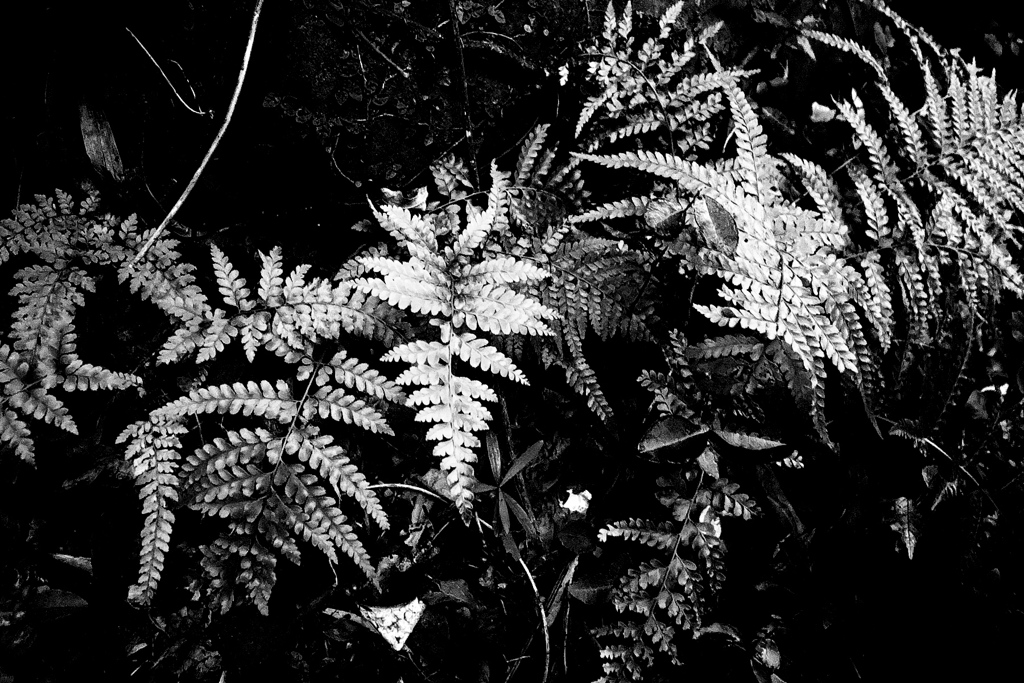 R0019712bwSLK