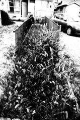 R0019032bwSLK