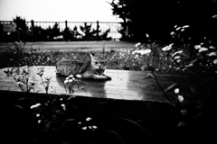 DSC09673bwSLK
