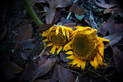 DSC00449clrSRSLK