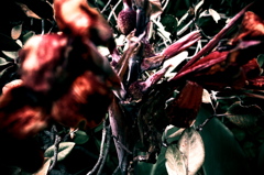 R0019052clrSLK