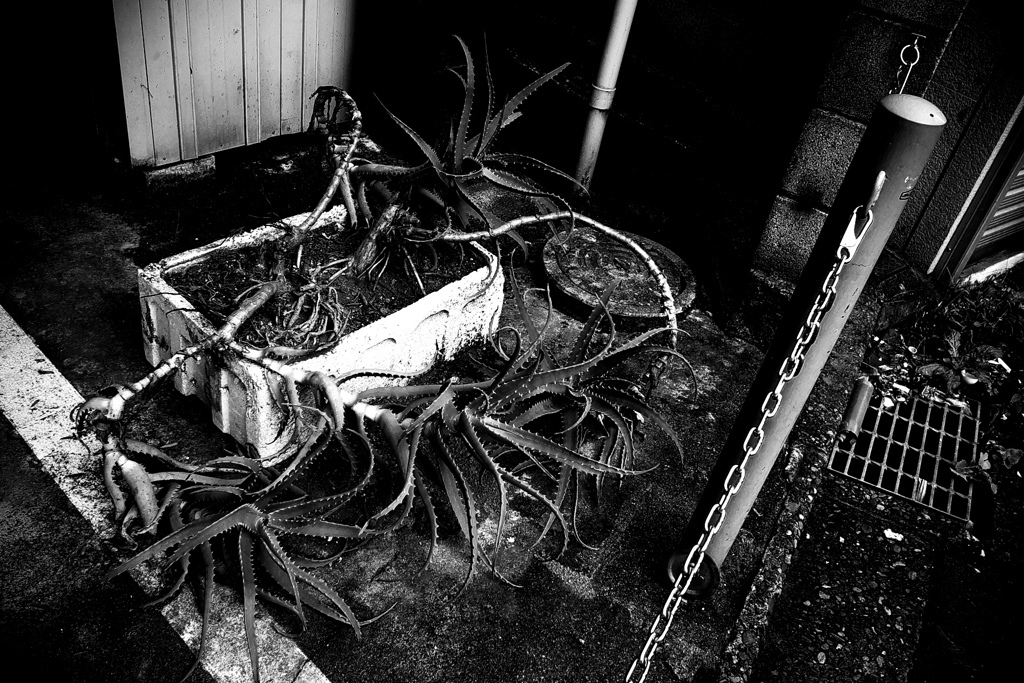 R0019780bwSLK
