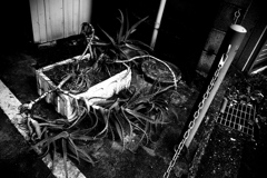 R0019780bwSLK