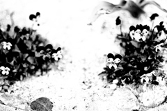 DSC05153-2bwSLK